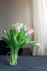 Pink with white tulips on a table in a glass vase on a table near window, natural light. Birthday, Valentine, Mother's, Women's Day concept. Copy space.