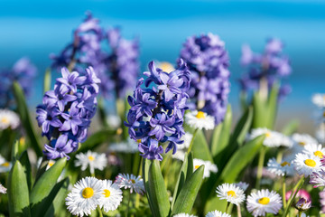 Close up of two large blue Hyacinth or Hyacinthus flowers in full bloom and small white bellis perenis in a garden in a sunny spring day, beautiful outdoor floral background