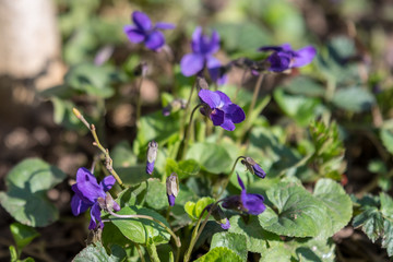 Small delicate flowers of Viola odorata plant, commonly known as wood, sweet, English or florist's violet in a garden in a sunny spring day, beautiful outdoor floral background