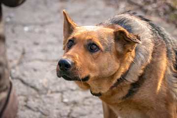A dog with a menacing look looks at the man_