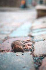 the mouse's corpse lies on the stone pavement. fighting rats and mice in the old city.