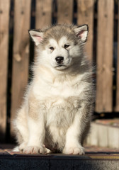 Alaskan Malamute puppy plays in the yard