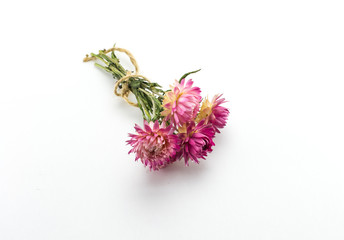 Several pink flowers with green legs tied with a rope. Dried flowers, herbarium.