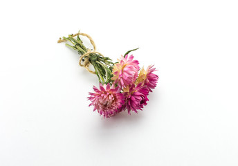 Obraz premium Several pink flowers with green legs tied with a rope. Dried flowers, herbarium.