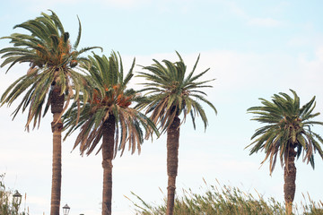 palm trees on the beach, spain, spanien, la gomera, nature, turist, vacation, summer