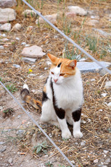 Homeless tricolor cat with amber eyes
