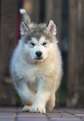Alaskan Malamute puppy plays in the yard