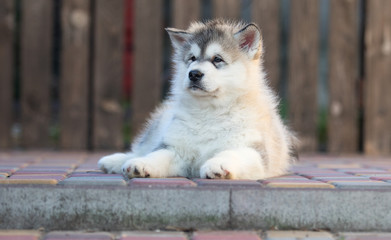 Alaskan Malamute puppy plays in the yard