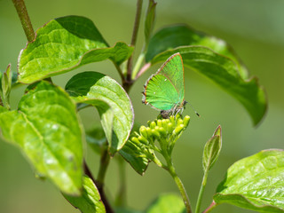 Green hairstreak (Callophrys rubi) resting
