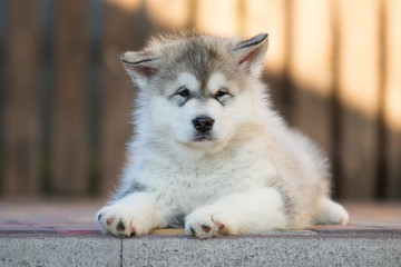 Alaskan Malamute puppy plays in the yard