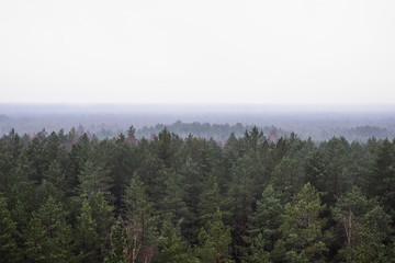 Panoramic Forest in the morning mist with far horizon with fog. Spruce, birch tops in fog in autumn - 314132458