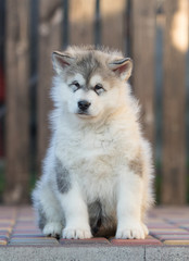 Alaskan Malamute puppy plays in the yard