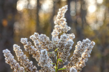 Autumn in the nature of plants, the end of the cycle of life and natural selection for further reproduction of life.