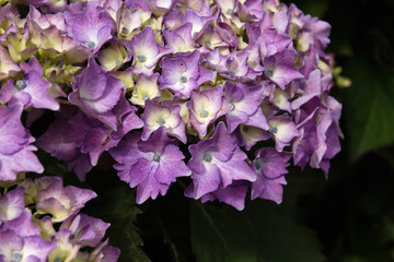 Detail of hydrangea purple flowers blooming