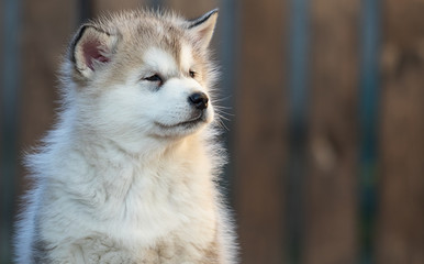 Alaskan Malamute puppy plays in the yard