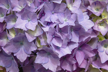 Detailil of hydrangea purple flowers