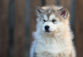 Alaskan Malamute puppy plays in the yard