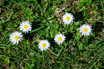Top view or flat lay of large group of Daisies or Bellis perennis white and pink flowers in direct sunlight, in a sunny spring garden, beautiful outdoor floral background