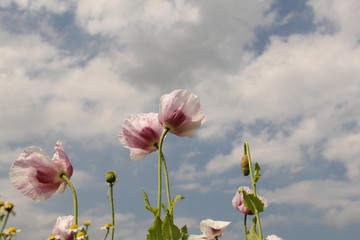 two white poppy flowers togethr and a sky with clouds in the background
