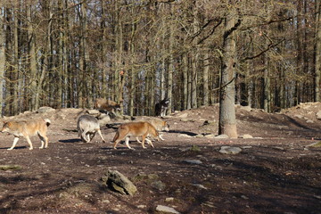 Fototapeta premium Canadian wolf group in wildpark in canada. 