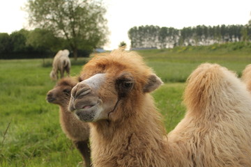 Fototapeta premium a camel closeup in a green meadow in in the dutch countryside