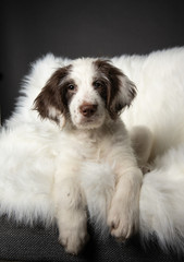 portrait of a puppy lying on a chair in studio