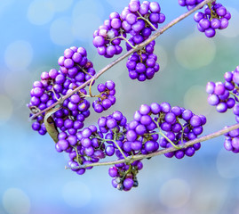 Purple Berries on a Bush
