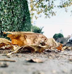 Dry leaves fallen on the sidewalk