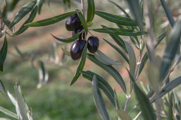 Olive tree black fruits and green foliage