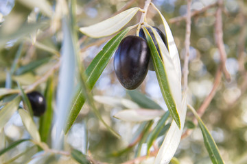 Detail of olive ripe fruits and green foliage