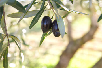 Olive tree foliage with ripe fruits