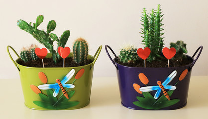 Six Species Cactus in Two Pots
