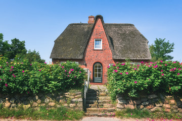 Fototapeta na wymiar Red brick Frisian house with roses hedge on Sylt island. Thatched roof