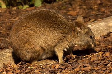 The red-necked wallaby, Bennett's wallaby (Macropus rufogriseus).