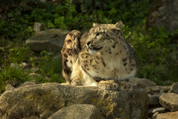 The Snow leopard (Panthera uncia) in zoo.