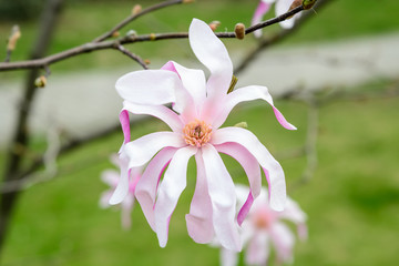 Close up of one delicate white pink magnolia flower in full bloom on a branch in a garden in a sunny spring day, beautiful outdoor floral background