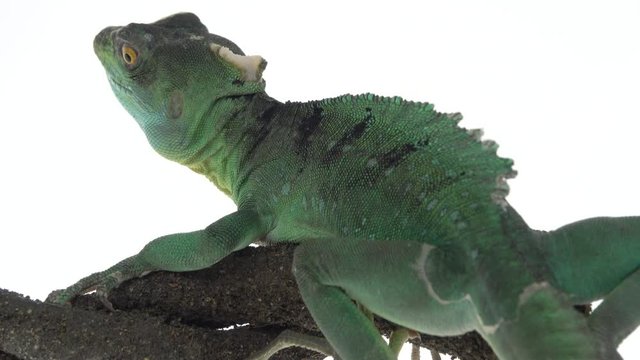 Green basilisks or Basiliscus basiliscus on white background. Close up.