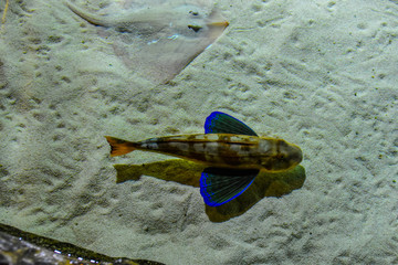 gurnard fish with blue wings