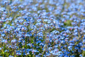 Group of many small blue forget me not or Scorpion grasses flowers, Myosotis, in a garden in a sunny spring day, beautiful outdoor floral background