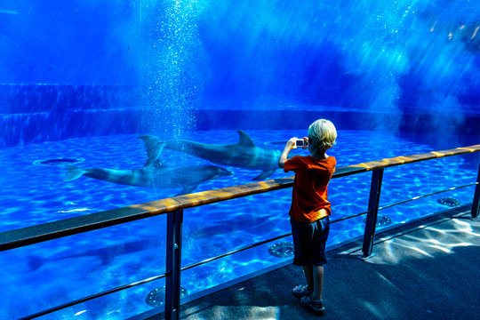 A boy taking pictures of dolphins swimming underwater