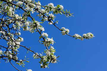 Large branch with white pear tree flowers in full bloom and clear blue sky in a garden in a sunny spring day, beautiful Japanese trees blossoms floral background, sakura