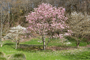 Magnolia trees with pink and white flowers in a park during spring - 314136035