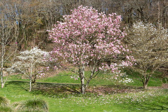 Magnolia trees with pink and white flowers in a park during spring