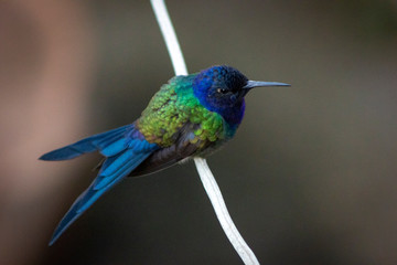 beija-flor-tesoura - Eupetomena macroura