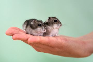 Closeup of two small funny miniature jungar hamsters sitting on a woman's hands. Fluffy and cute Dzhungar rats at home.