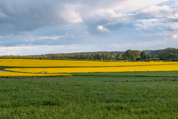 green field beautiful rapeseed field and cloudy sky on the background in the spring in Oland, Sweden. selective focus