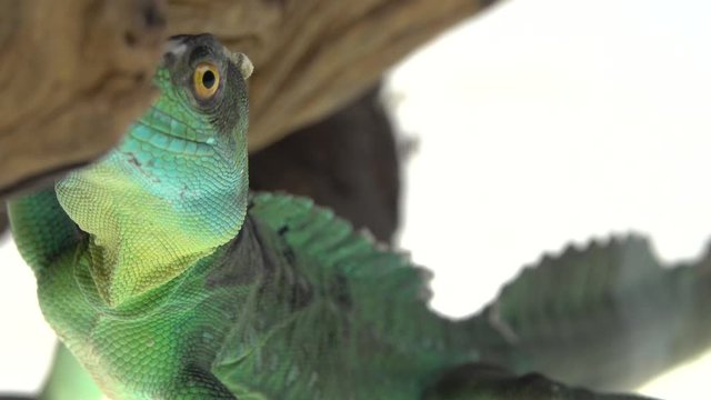 Green basilisks or Basiliscus basiliscus on white background. Close up.