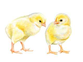 Yellow realistic chickens isolated on white background. Watercolor. illustration. Hand painted. Close-up. Hand drawing.