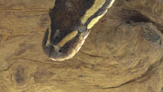 Royal Python or Python regius on wooden snag in studio against a white background. Close up