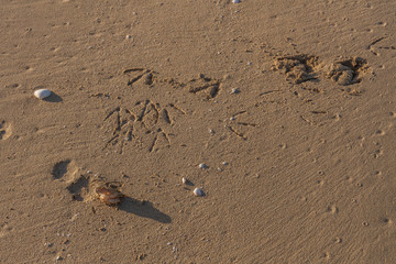 The remains of a crab eaten by a seagull. Sand Texture. Background from fine sand. Sand background. Traces of a seagull